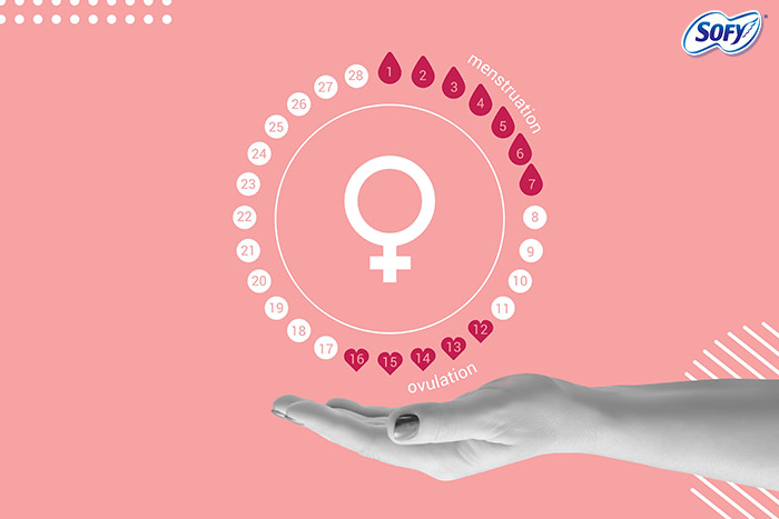 Understand Menstrual Cycle Phases